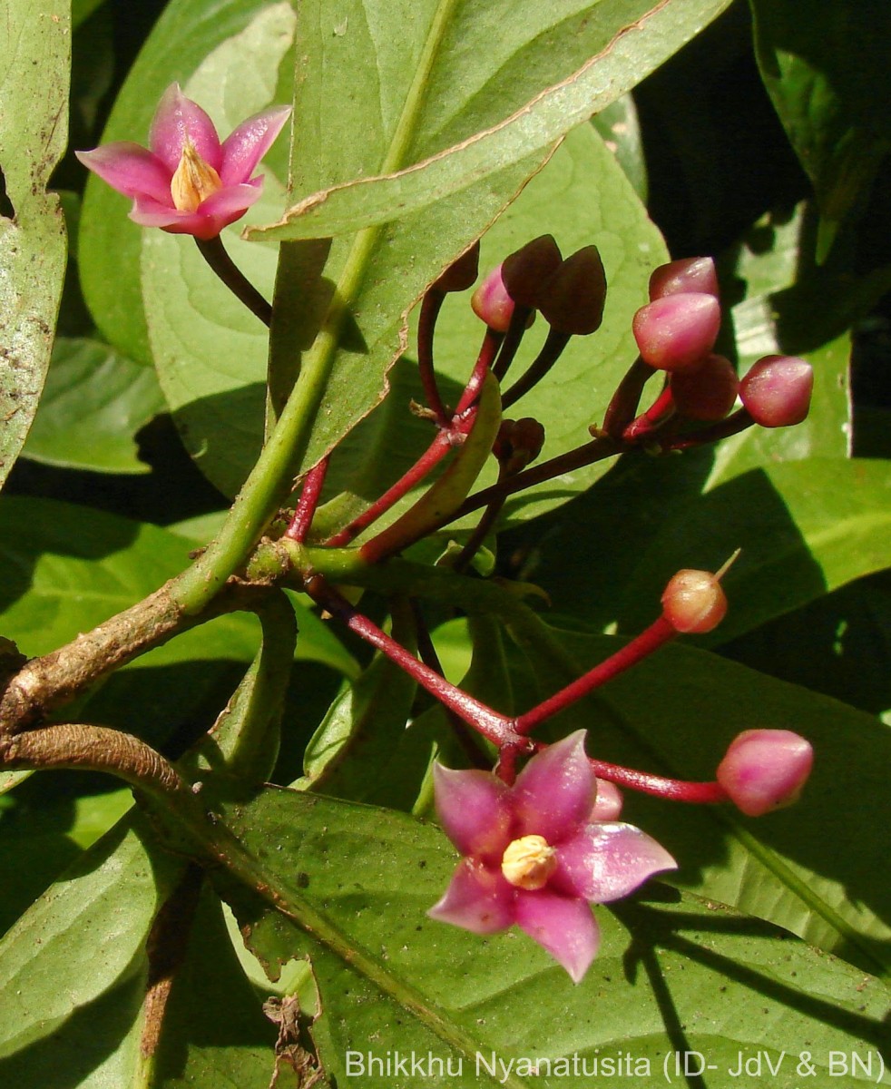 Ardisia solanacea Roxb.